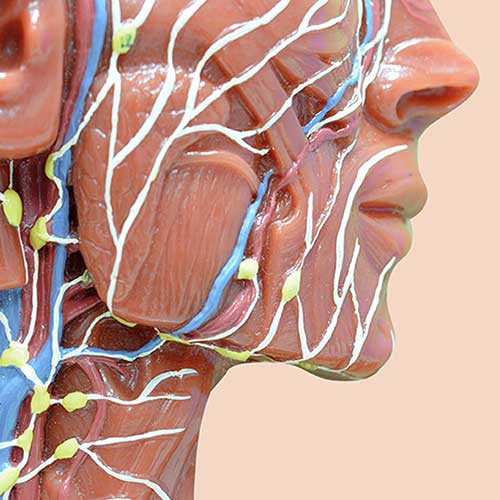 image of lyphatic system on face